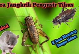 Suara Jangkrik Pengusir Tikus Nonstop